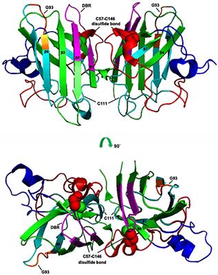 Structural Properties and Interaction Partners of Familial ALS-Associated SOD1 Mutants